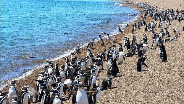 Estancia San Lorenzo Trip & Whale Watching - Foto 3