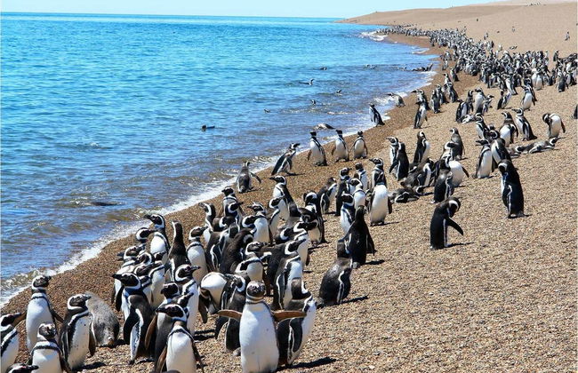 Estancia San Lorenzo Trip & Whale Watching - Foto 3