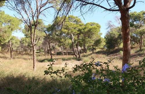 Emilia de la Playa - Foto 34