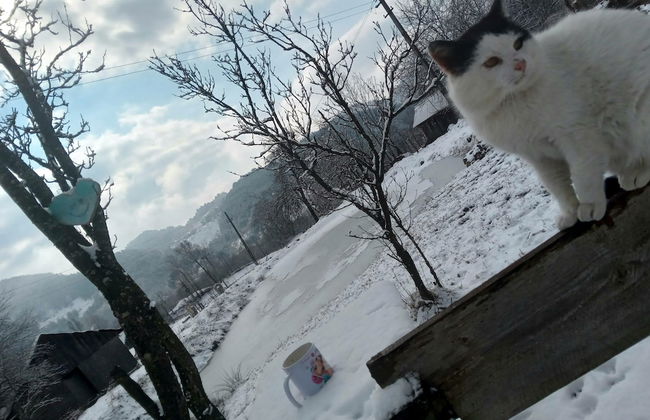 Rustic Wild Retreat IN Romania - Foto 29