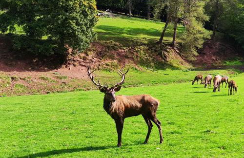 Ferienhaus Moselglück - Foto 70