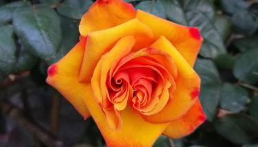 COTTAGE ROSE - Photo 2