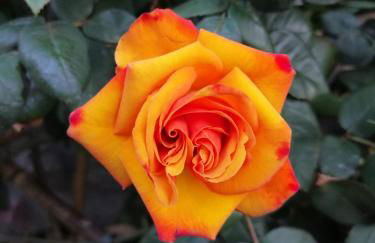 COTTAGE ROSE - Photo 2