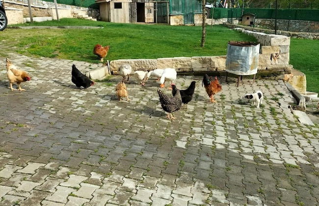 Candarlı Çiftliği - Foto 47