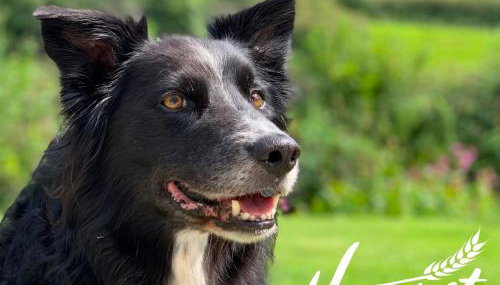 Charming Dog-Friendly Guesthouse - Foto 3