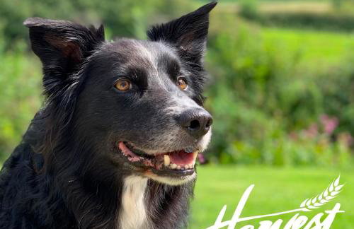 Charming Dog-Friendly Guesthouse - Foto 3