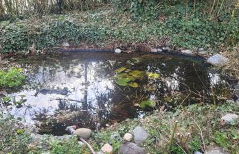 Seeschwalbe - Foto 6