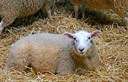 Foel Stable Cottage - Foto 18