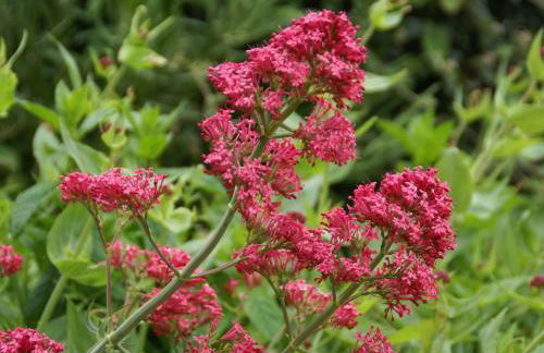 Holiday Home in Saint-beauzire With Garden and Private Terrace - Foto 42