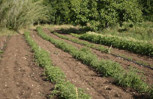 Agriturismo Poggio Ferrata - Foto 43