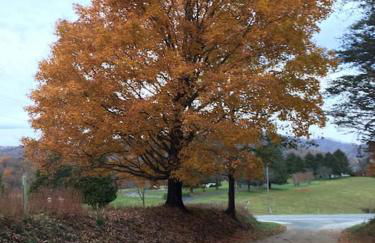 Three Springs Plus - Foto 36