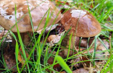 Całoroczny domek Las - Foto 14