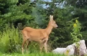 HOME SWEET HOME GIOSI - Foto 2