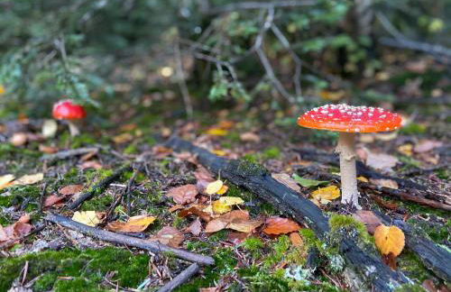 Morvan La Pastourelle - Foto 19