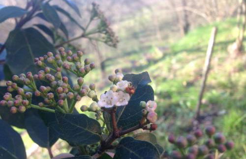 Podere San Lorenzo - Photo 53