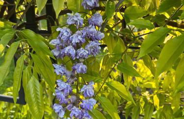 La Casa Dei Fiori - Foto 24