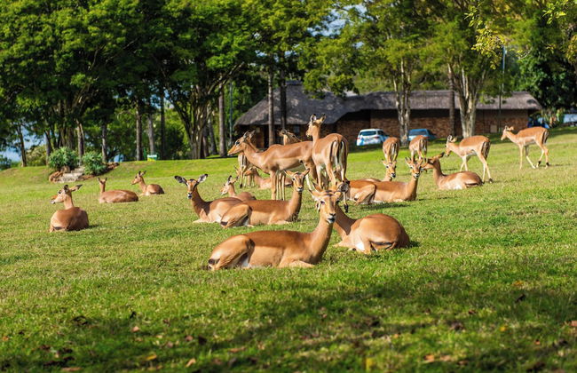 Kruger Park Lodge Unit No. 246 - Photo 39
