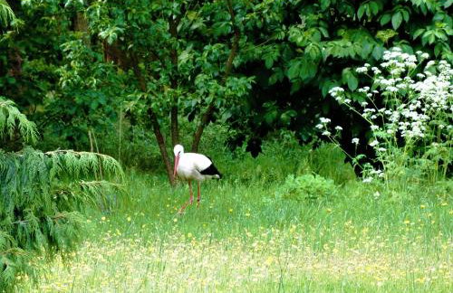 Sumówko Leśne Siedlisko - Foto 28