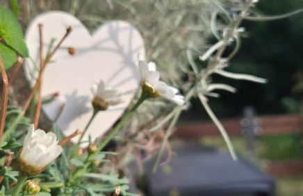 La casa delle margherite - Tirano - Foto 10