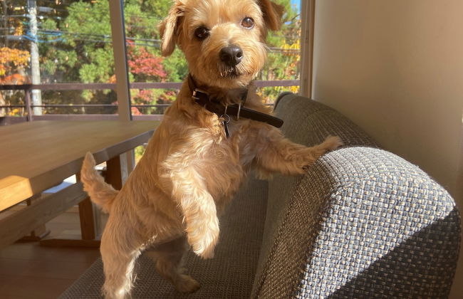 Hakuba Powder Mountain - Foto 68