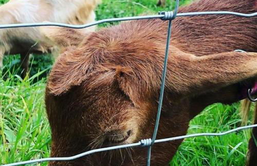 Bramble Cottage on the edge of Exmoor - Foto 30
