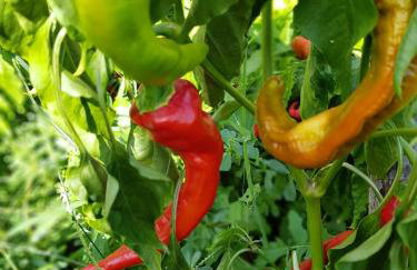 VILLA PALIOS STATHMOS - Foto 34