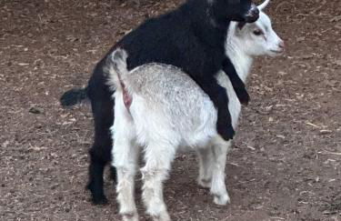 Relaxing Modern stay on a Ranch - Foto 57