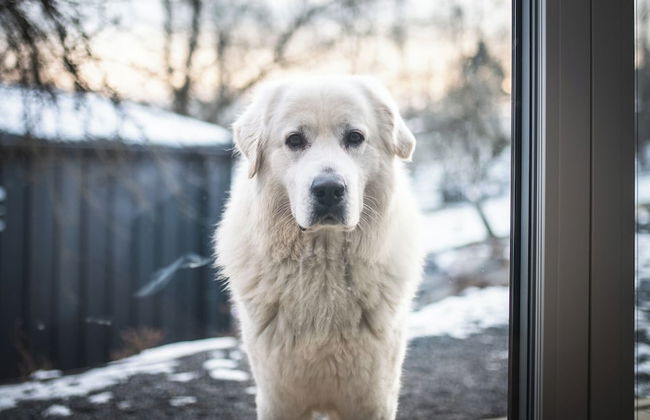 Stare Sady Kopytówka - Photo 52