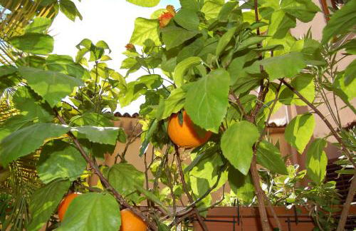 Al Vicoletto - Foto 35