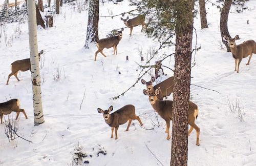 Expansive Angel Fire Home with Indoor Hot Tub! - Foto 43