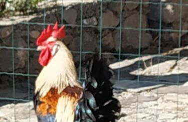 Cortijo La Solana - Foto 30