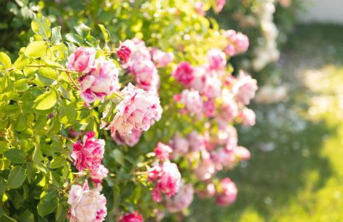 Gite L'orchidée - Foto 6