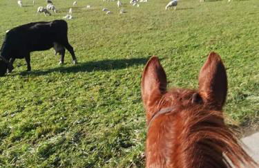 Azienda agrituristica Scotti - Foto 12