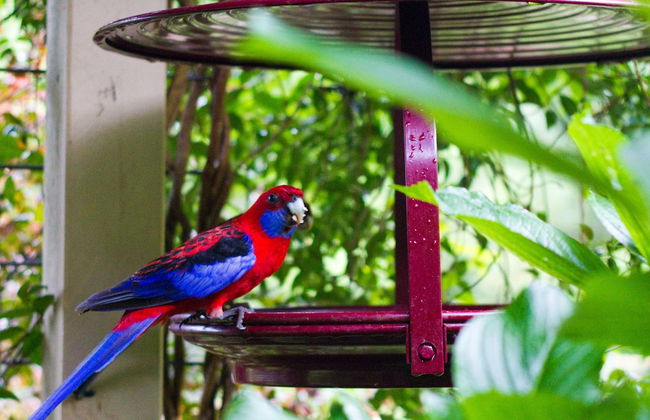 Mt Glorious Getaways - Foto 35