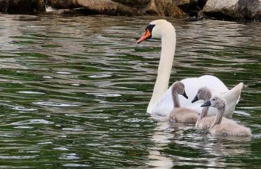 Domek całoroczny Tu Mi Miło w Lubkowie - Foto 10