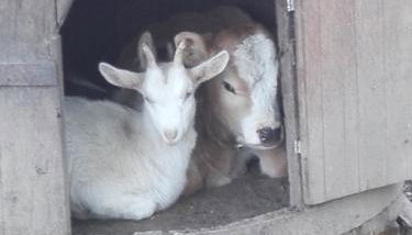 Agriturismo Barcola - Foto 2