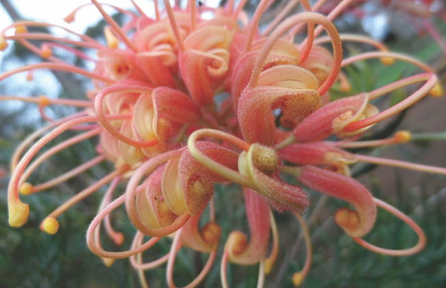 Tennessee Hill Chalets - Foto 21