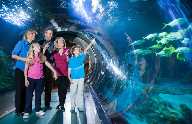 Billet pour SEA LIFE® Orlando - Photo 2