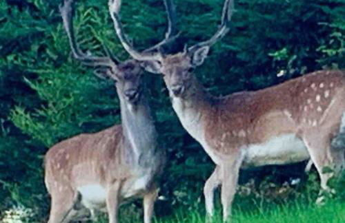 Creebank Cottage with river view - Foto 38
