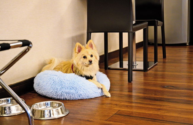 Las Suites Campos Eliseos - Foto 62