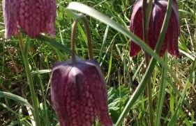 Ferienwohnung Elbe Diek - Foto 23