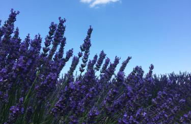 Villa de Carbonelle - Foto 48