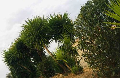 LE PALADIN Porto Pollo Villa privée avec piscine chauffée - Foto 73