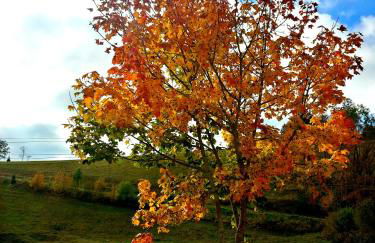 Outdoor & Relax Blackforest - Foto 45