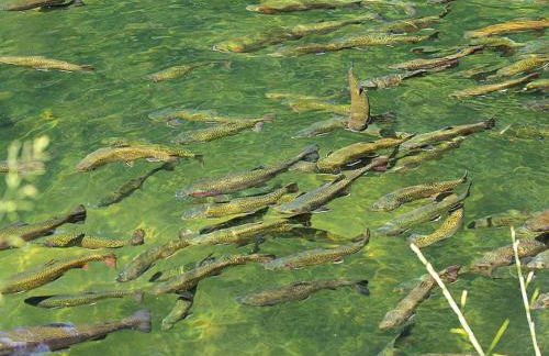 Apartment in Alsace With Private Terrace - Foto 42