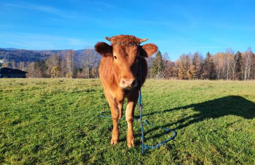 Stodoła 55 - Foto 71