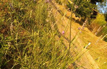 La Locanda dei Cavalieri - Foto 7