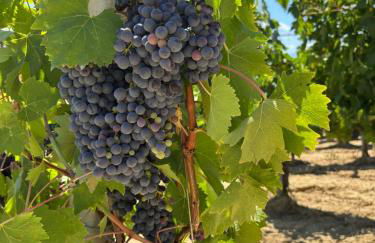 Bed en bubbels bennie en liisa - Foto 25