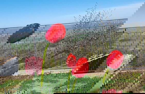 Agriturismo La casella - Foto 14