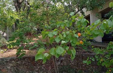 Aris house - Foto 16